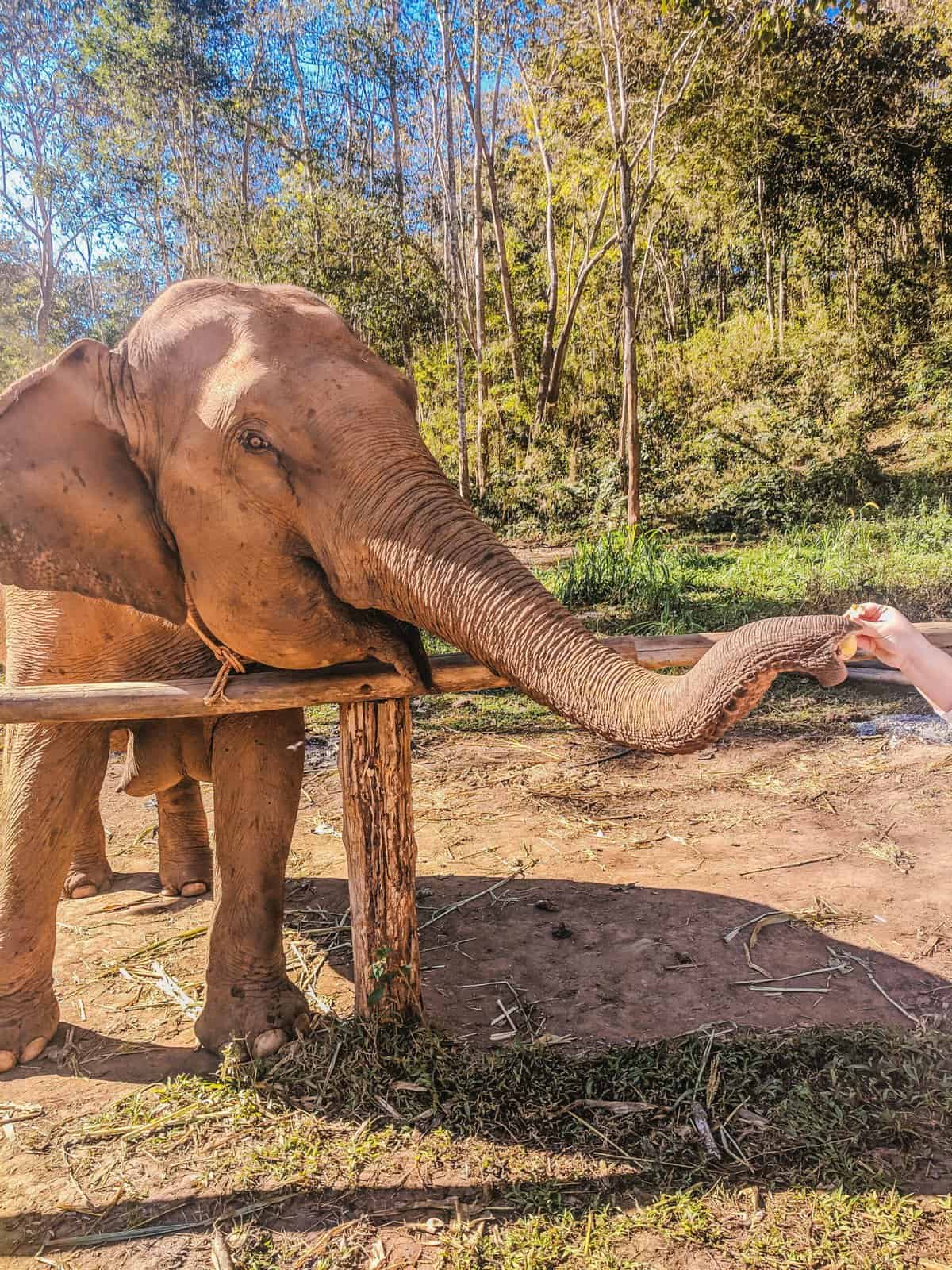 feeding an elephant at Chai Lai Orchid, Chiang Mai, Thailand