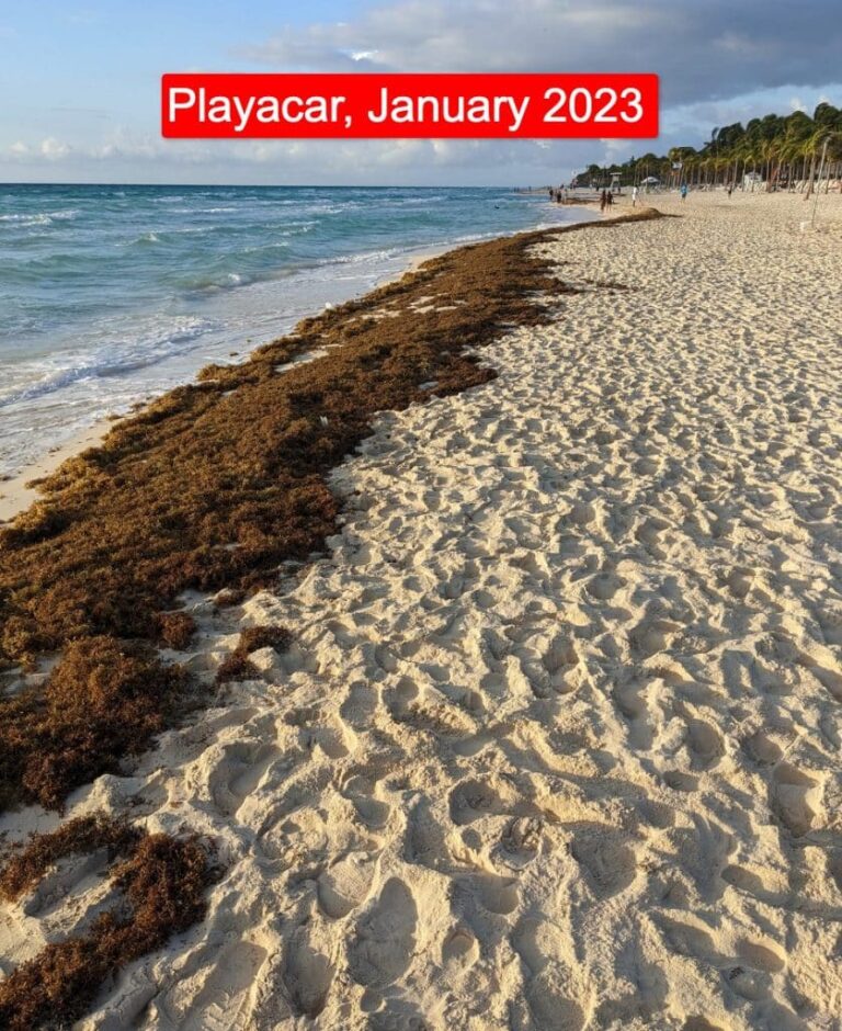 Mexican Caribbean Reports A Massive Seaweed Reduction On The Beaches In 2024