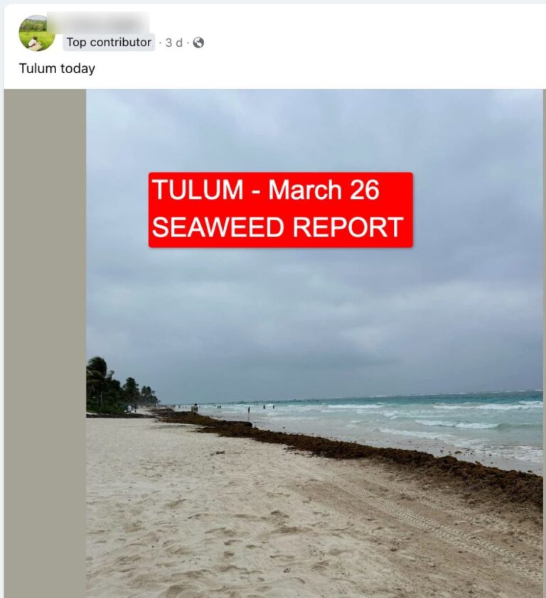 Sargassum Cancun: Daily Seaweed Beach Photos, Forecast 2024