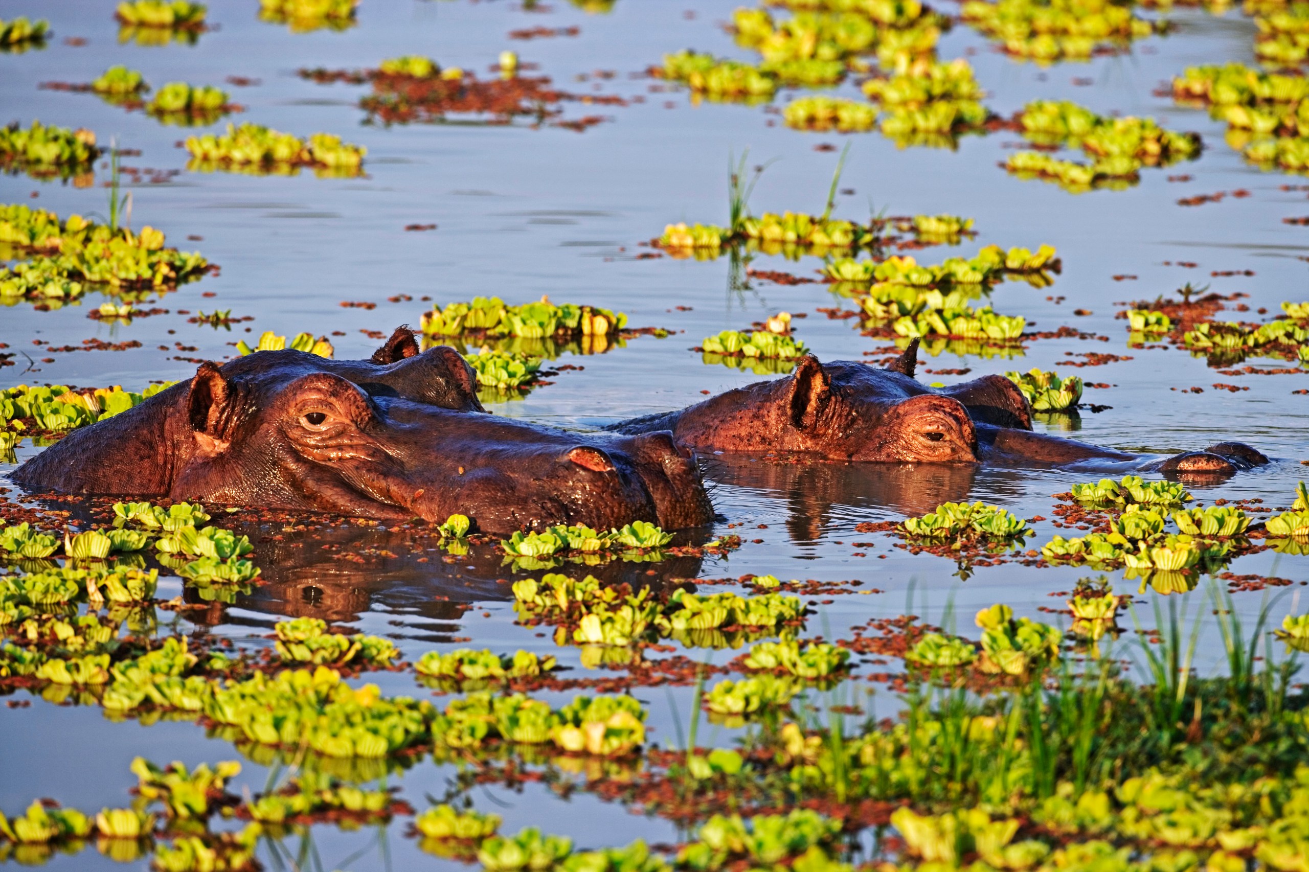 Hippos in South Luangwa National Park (Getty images)