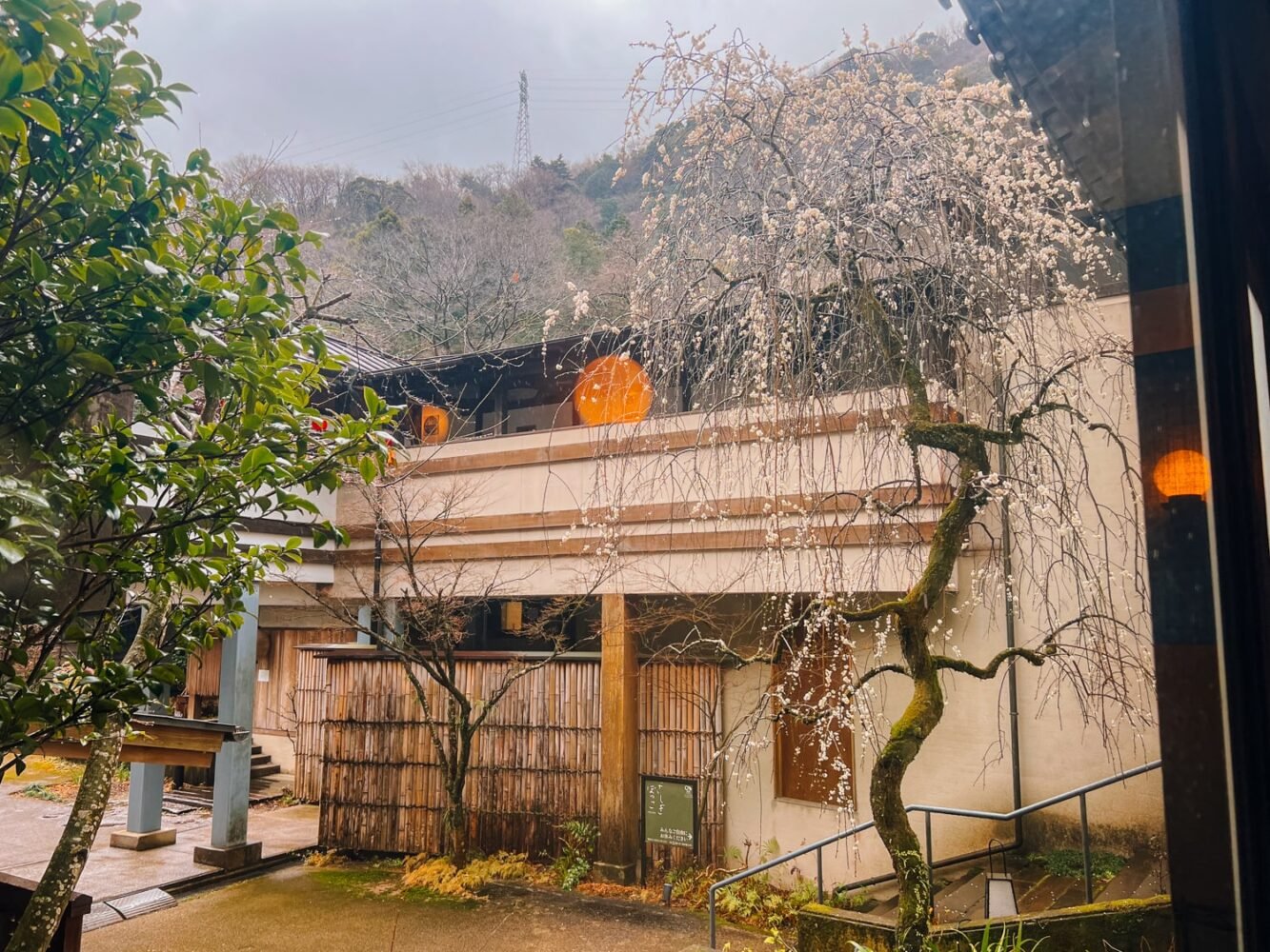 A flowering tree and interior garden view from the Tenzan Onsen in Hakone.