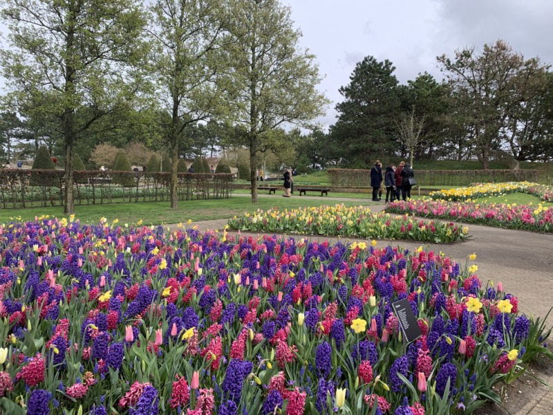 Pink and purple hyacinths and tulips in Keukenhof Gardens in The Netherlands