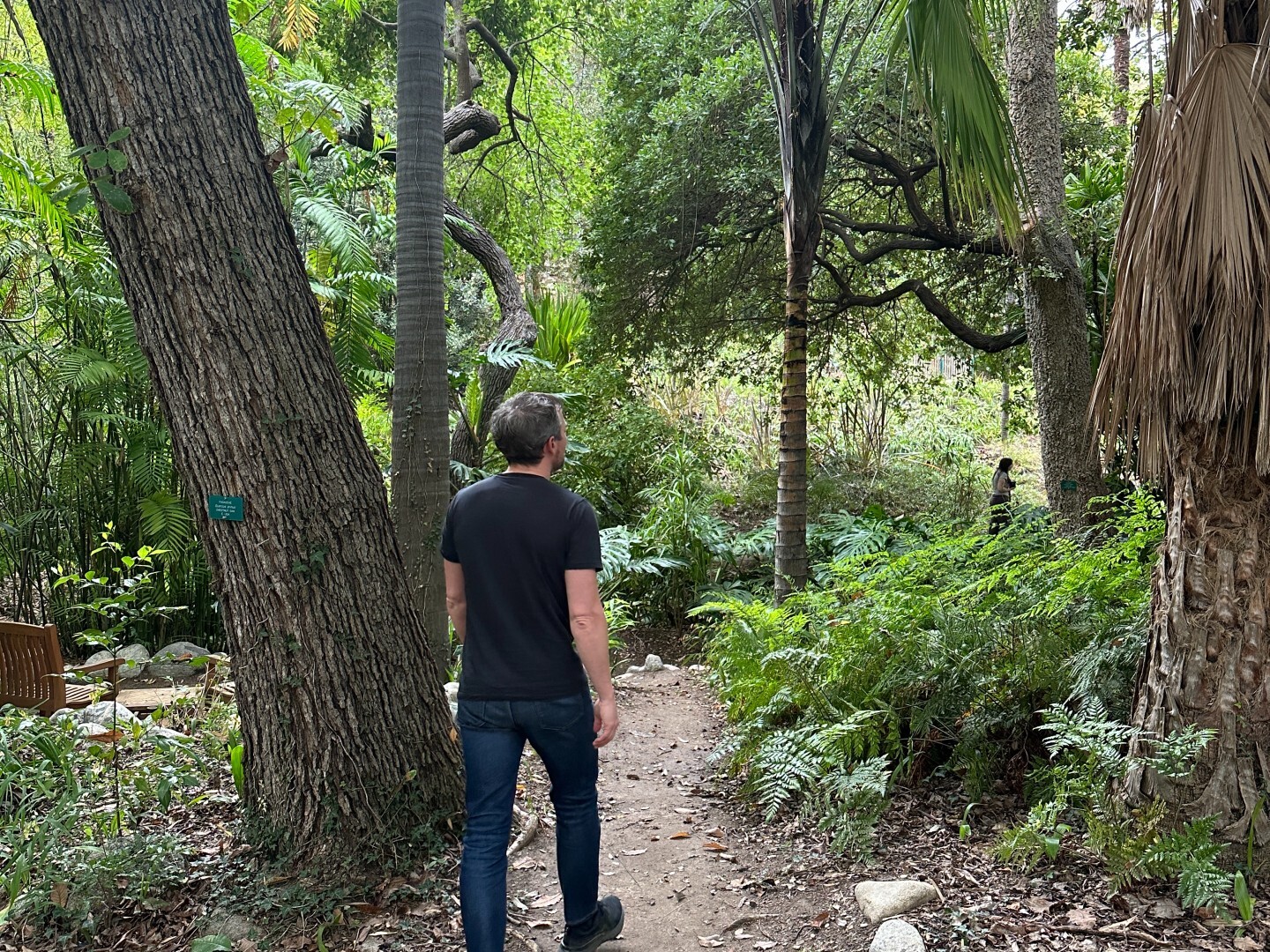 Man walking forest path at UCLA Mathias Botanic Garden 