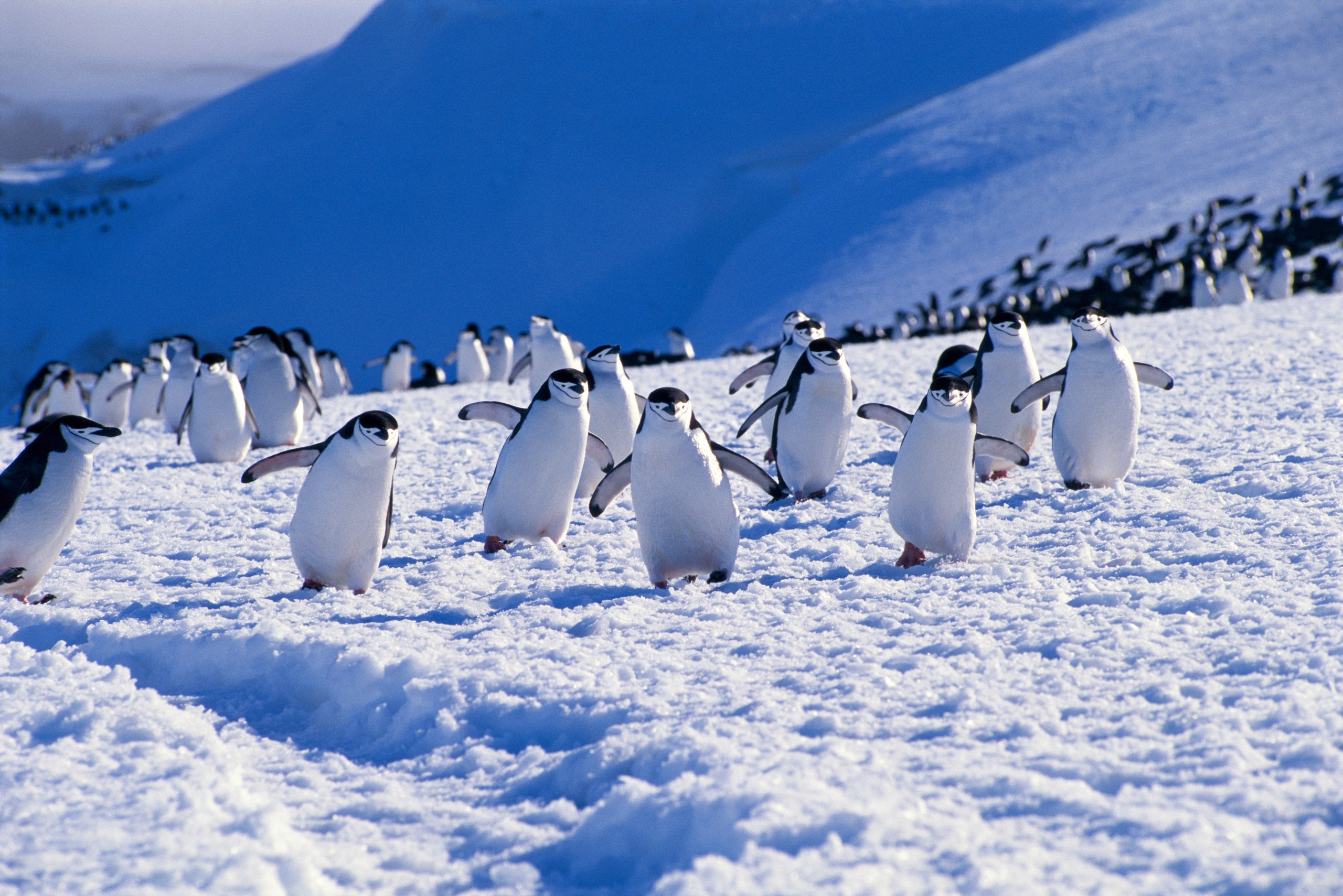 Chinstrap penguins on Zavodovski Island, part of South Georgia and the South Sandwich Islands (Getty Images)