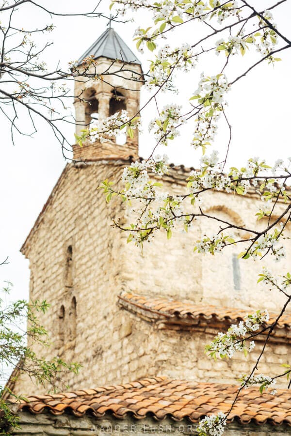 Spring blossoms frame the belltower of an ancient church in Kakheti, Georgia.