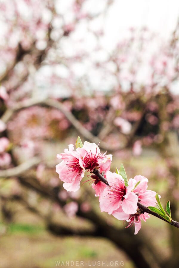 Pink peach blossoms in Gurjaani, Georgia in spring.