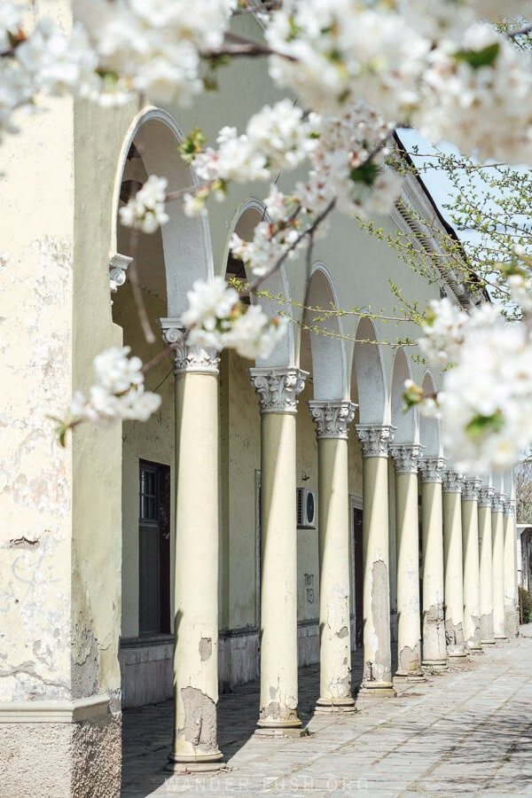 Rows of lemon-coloured columns fringed by blossom flowers at Gurjaani Railway Station.