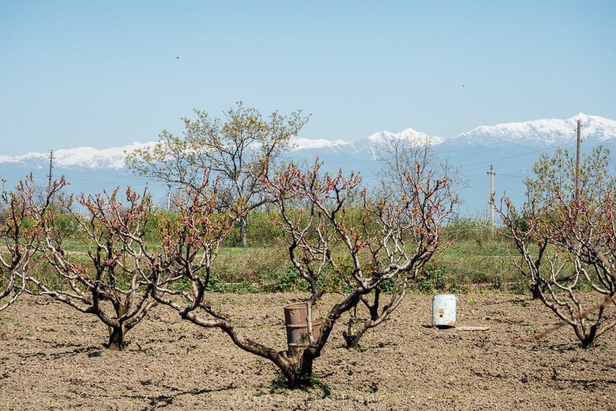 Peach trees decorated with pink blossoms against a backdrop of the Greater Caucasus mountains in spring in Gurjaani.