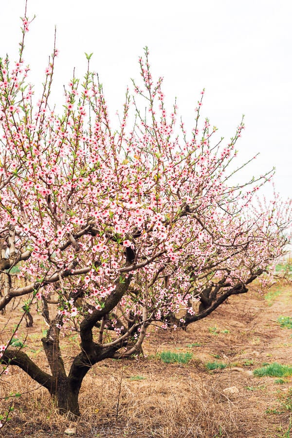 Rows of pink blossoms in a peach orchard in Gurjaani.