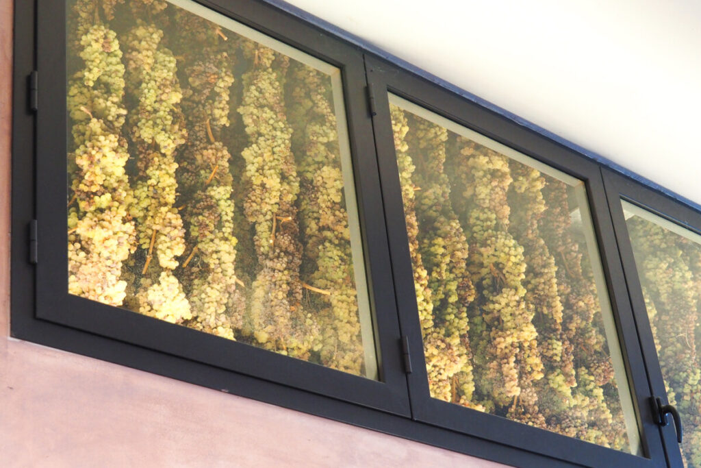 Wine Grapes Maturing in a Glass Box