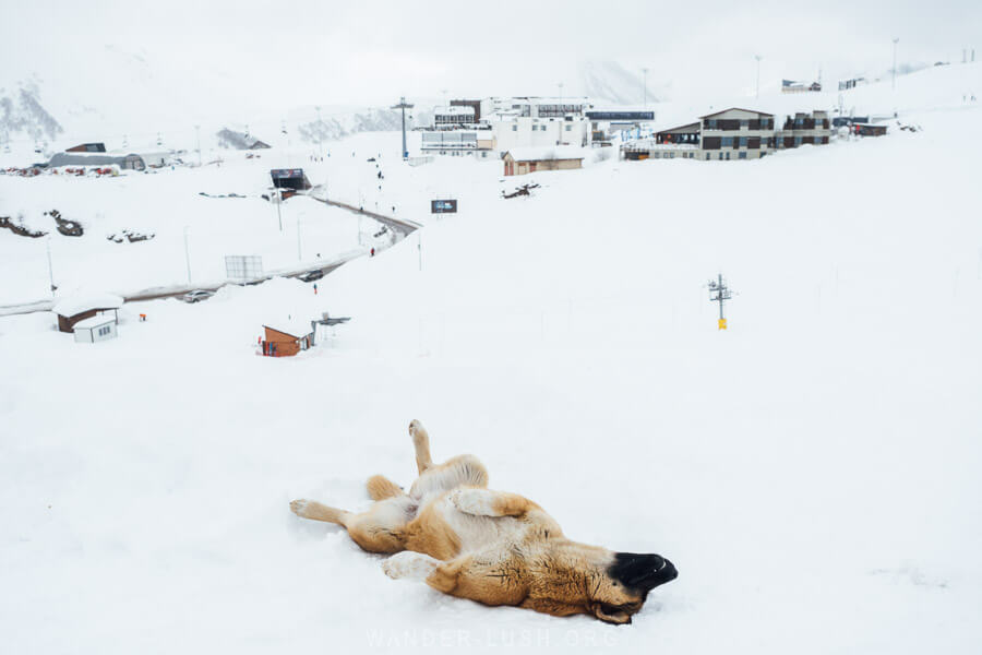 A dog on its back rolling in the snow in Gudauri, Georgia.