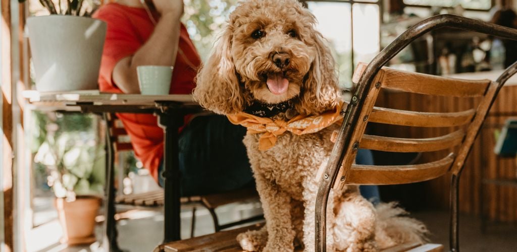 pet friendly cafe bangkok