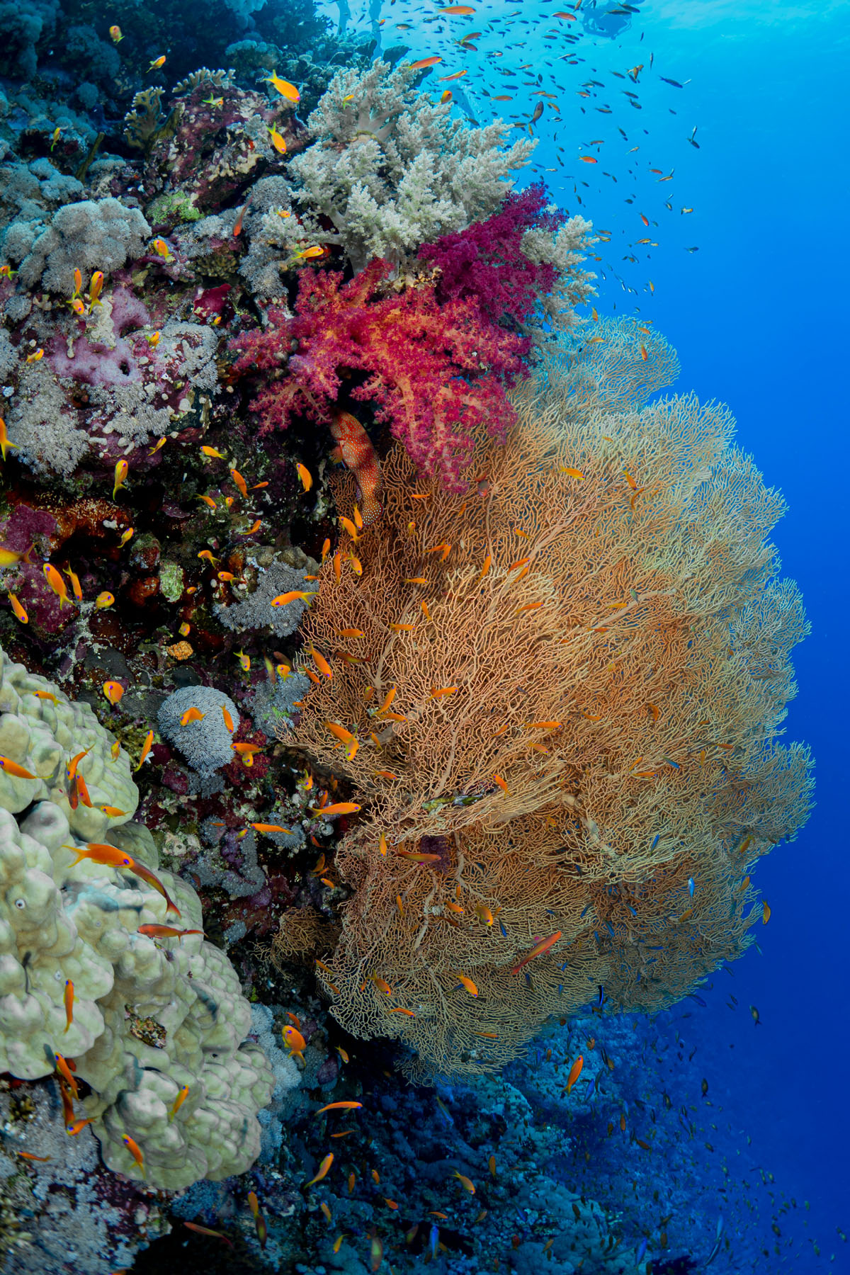 An underwater scene in Egypt showing colorful reefs and tiny yellow fish.