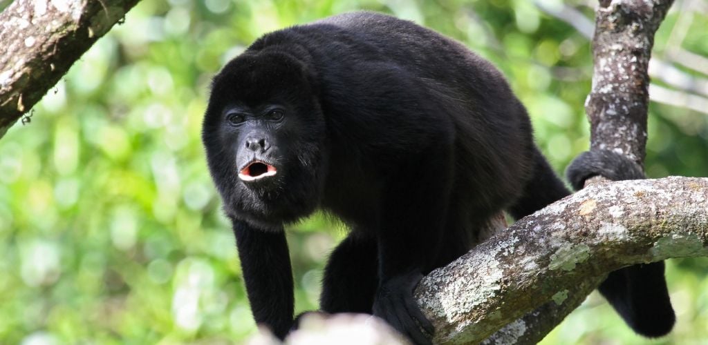 A Howler Monkey in the tree At Punta Laguna Nature Reserve