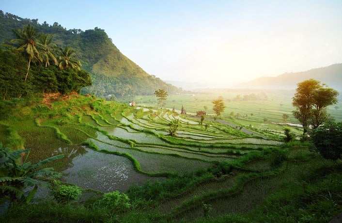 Rice tarrace in mountains. Bali. Indonesia
