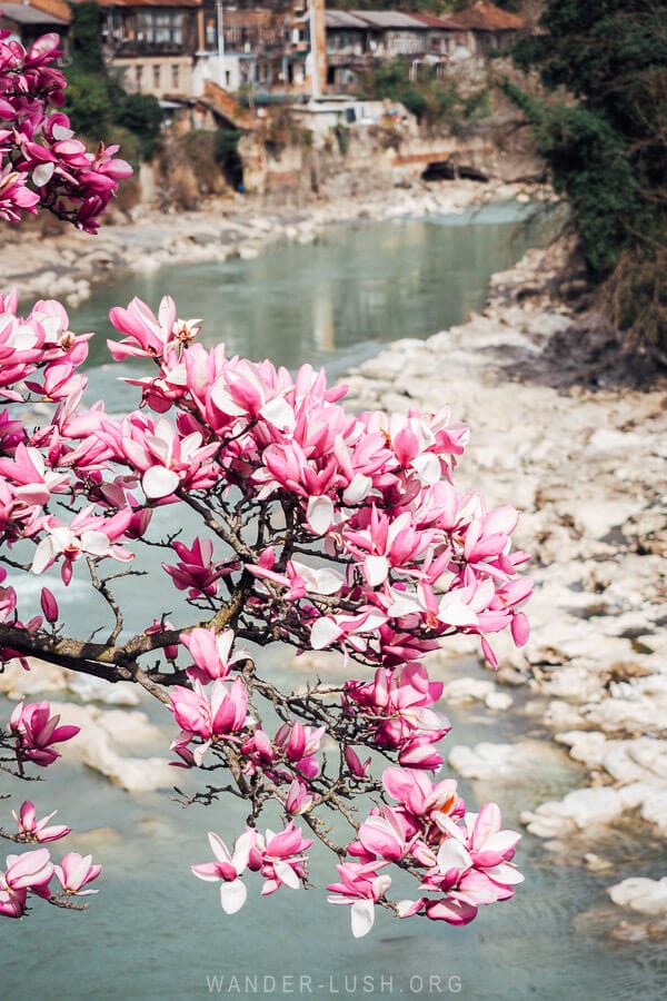 A blossoming pink magnolia tree on the Rioni River in Kutaisi.