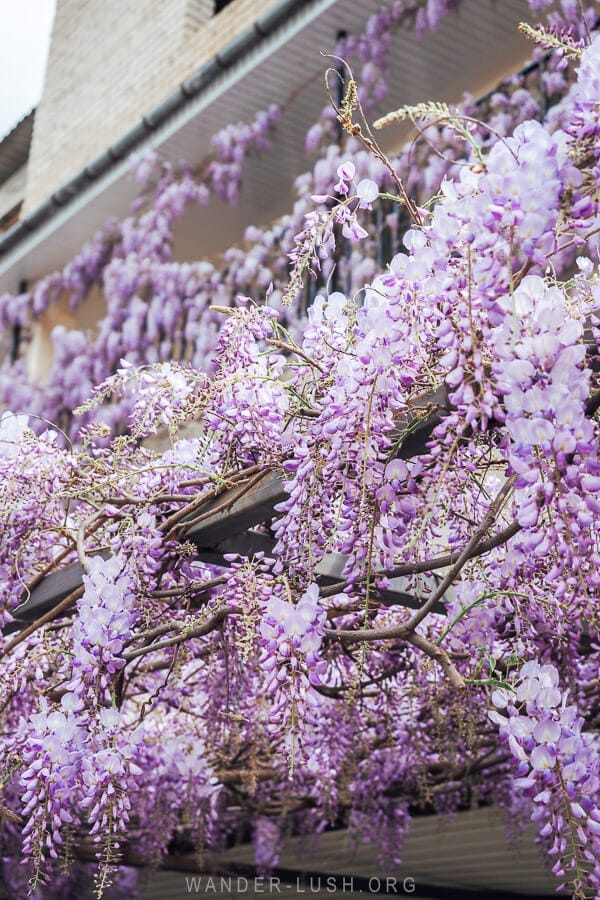 Purple wisteria flowers crawling up an apartment building facade in Kutaisi, Georgia in spring.