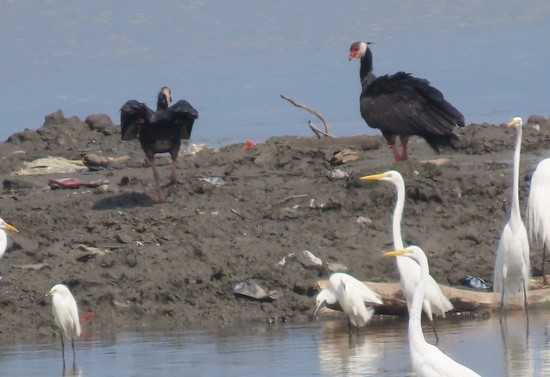 NorthernScreamer.jpeg