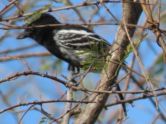 Black-backedAntshrike.jpeg