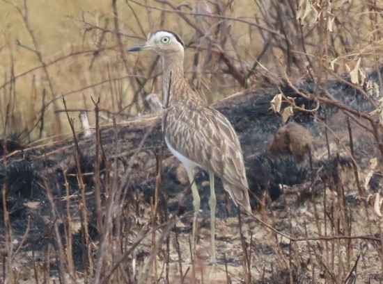 Double-stripedThick-knee.jpeg