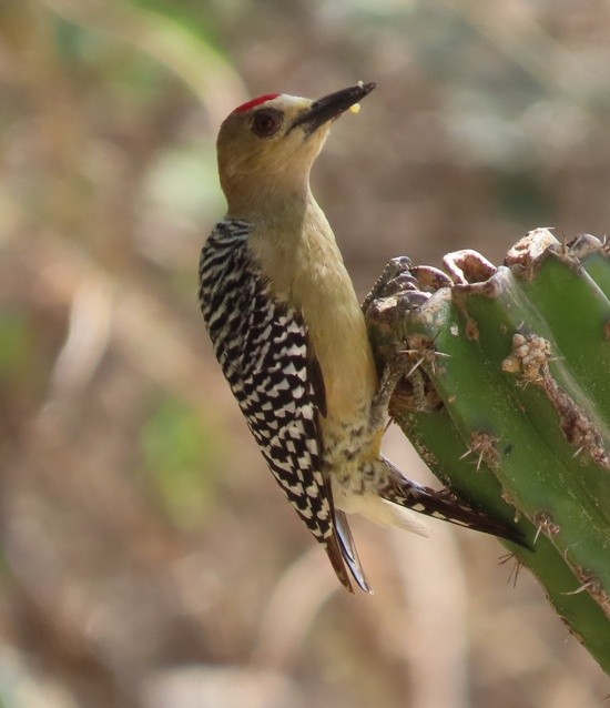 Red-crownedWoodpecker.jpeg