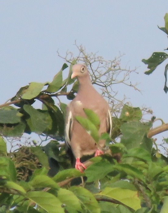 Bare-eyedPigeon.jpeg