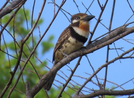 Russet-throatedPuffbird.jpeg