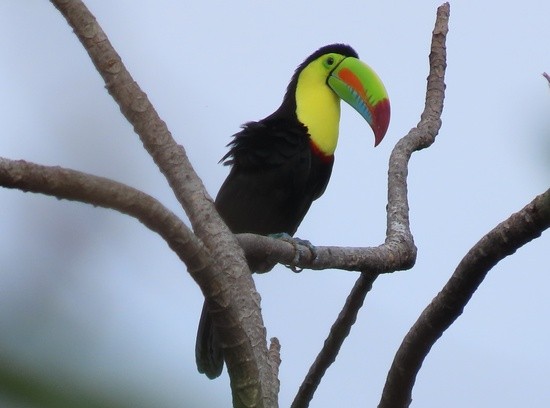 Keel-billedToucan.jpeg