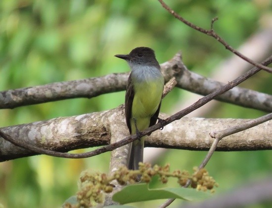 Dusky-cappedFlycatcher.jpeg