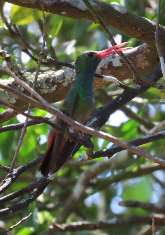 Rufous-tailedHummingbird.jpeg