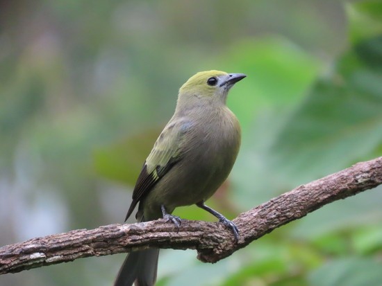 PalmTanager.JPG