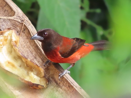 Crimson-backedTanager.JPG