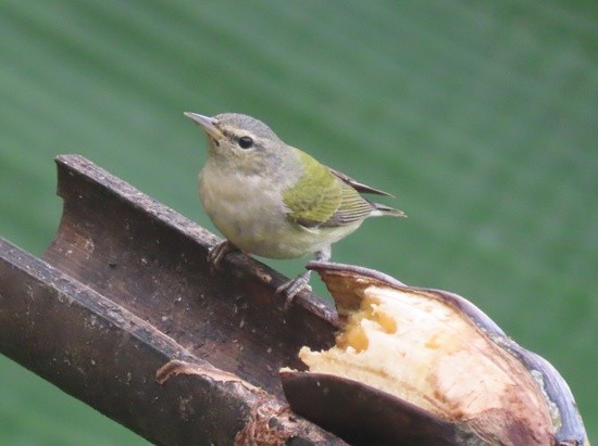 TennesseeWarbler.jpeg