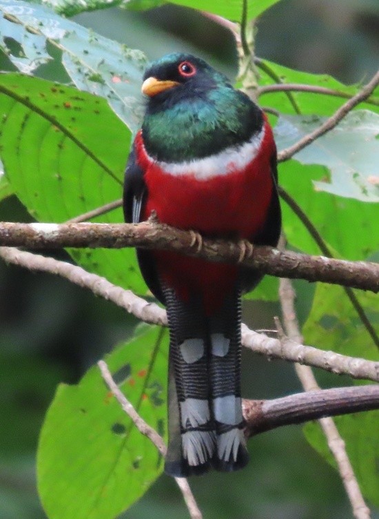 MaskedTrogon.jpeg