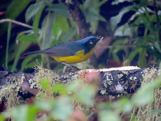 Black-cheekedMountain-tanager.jpeg