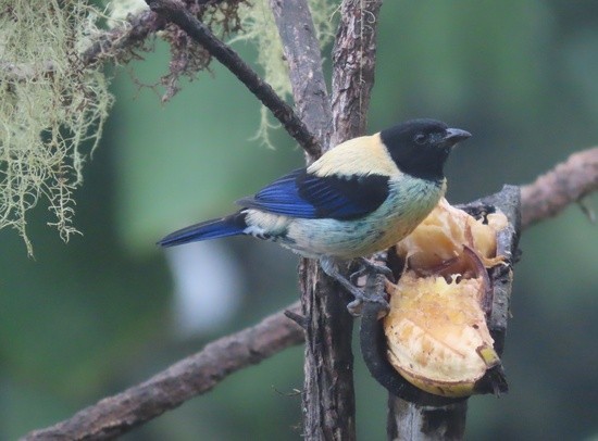 Black-headedTanager.jpeg