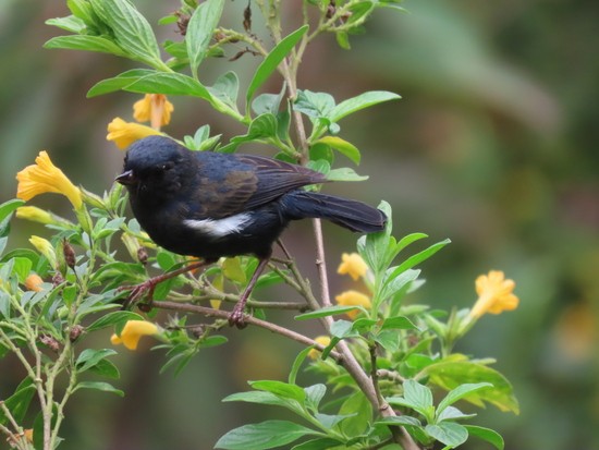 White-sidedFlowerpiercer.JPG