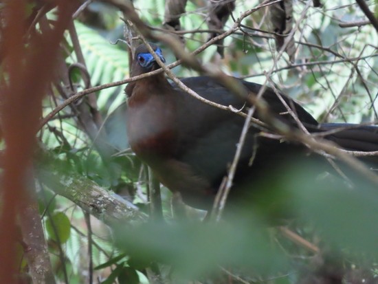 Sickle-wingedGuan.JPG