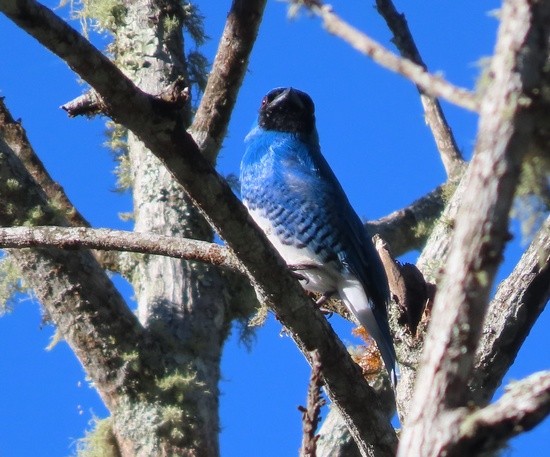 Swallow-tanager.jpeg