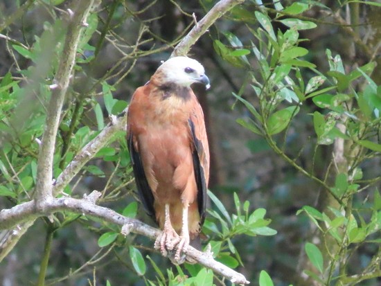 Black-collaredHawk.JPG