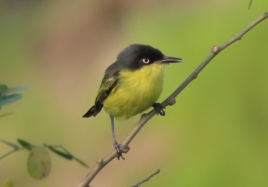 CommonTody-flycatcher.jpeg