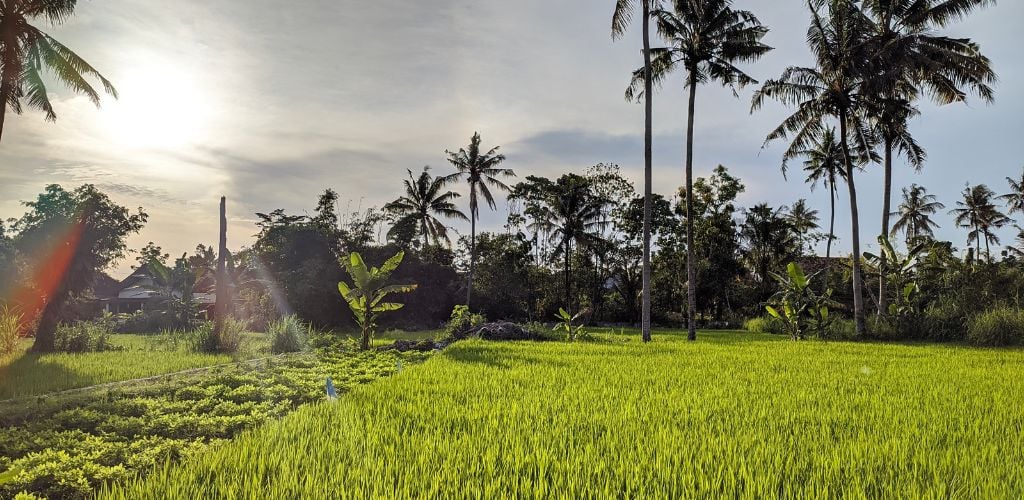 rice paddies 