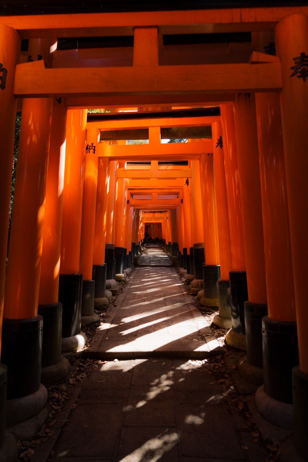 Vermillion Senbon Torii gates (1000 gates) on the hillside of Mt Inari bathed in morning sunlight. 