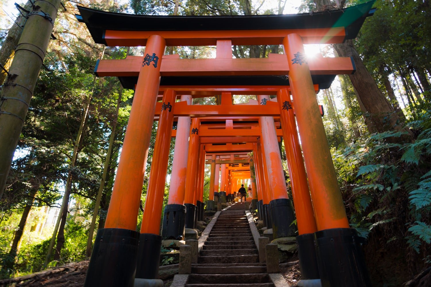 Uphill staircase and dozens of torii gates up leading up to the summit of Mount Inari, Kyoto, Japan.