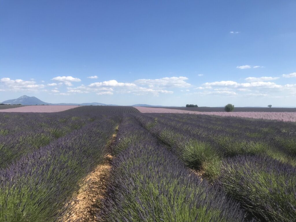 A lavender field in full bloom in Puimoisson, France