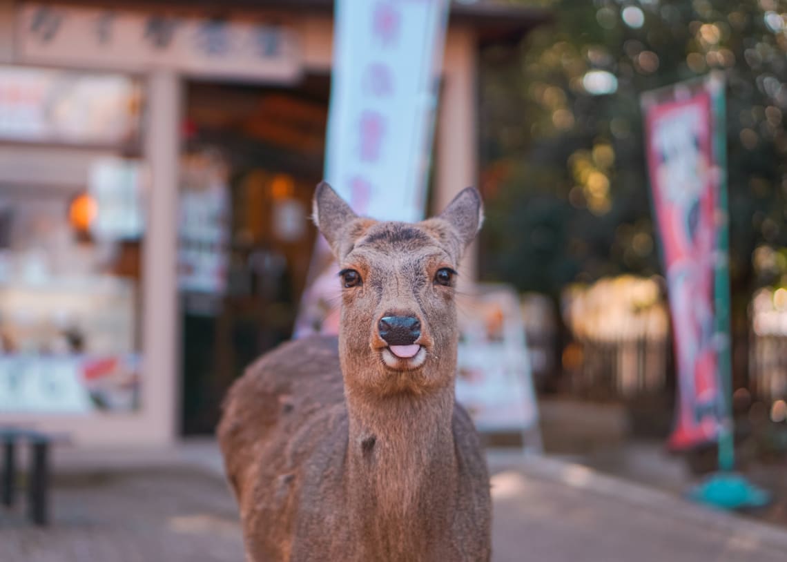 nara park