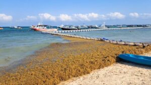 Mexican Caribbean Is Seeing The Biggest Seaweed Arrival Of 2024 Season