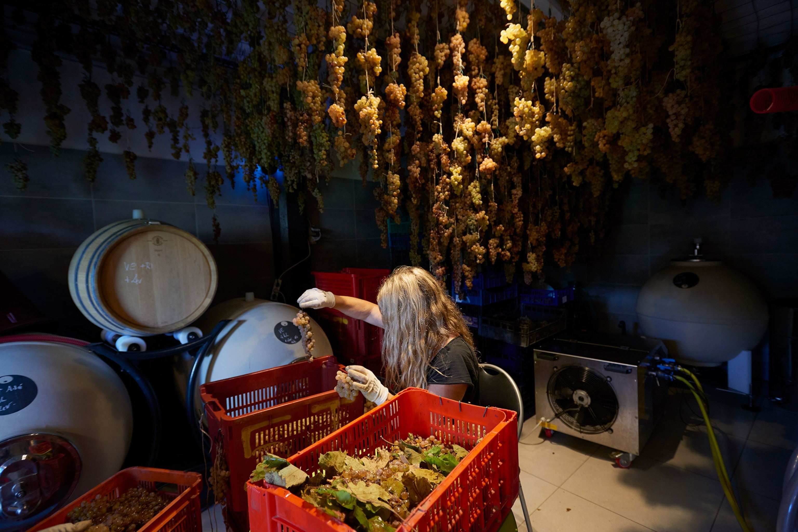 A worker prepares grapes to be hanged and made into raisins inside Cian Du Giorgi wine making facility