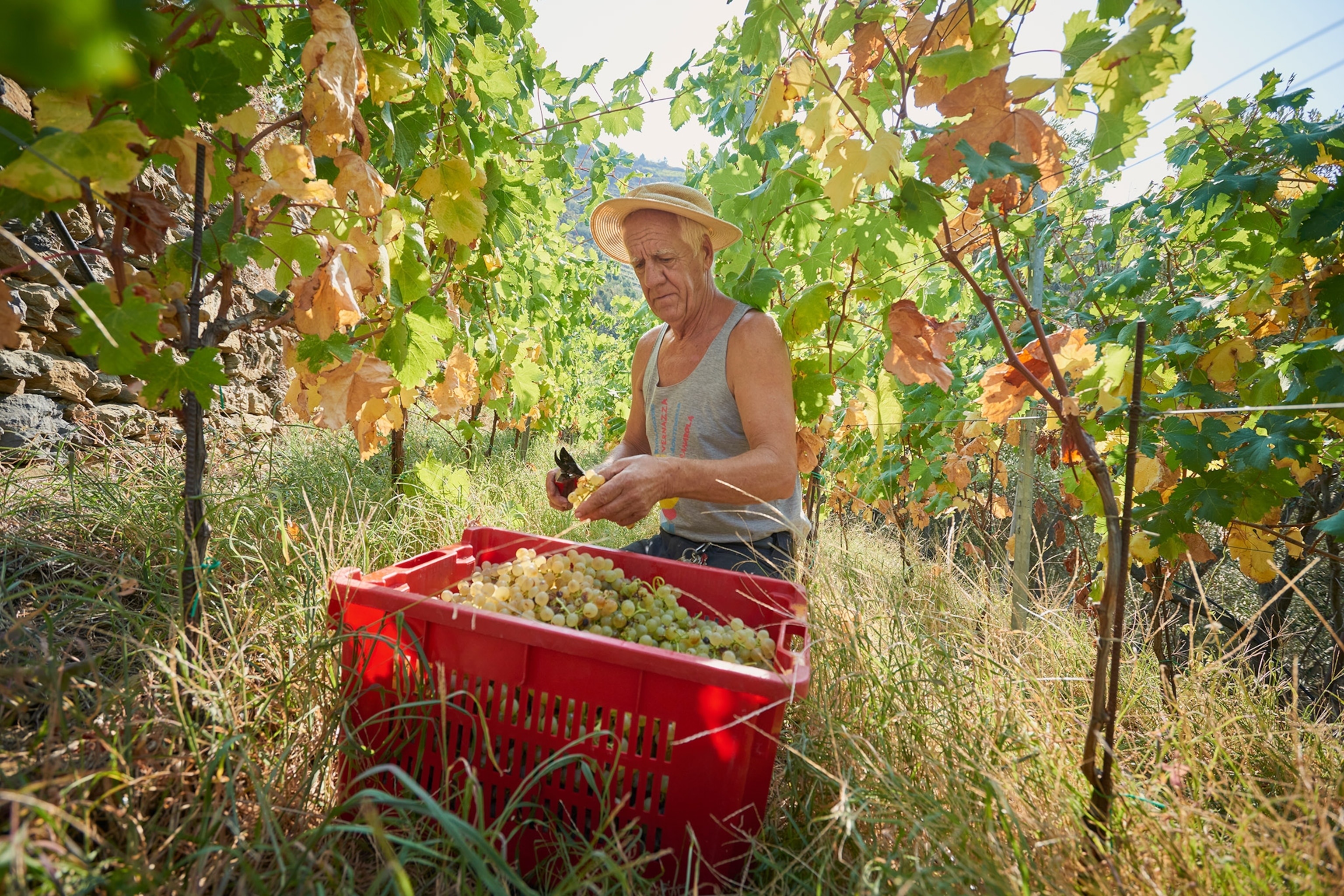 The owner of a vineyard harvests grapes into a red basket