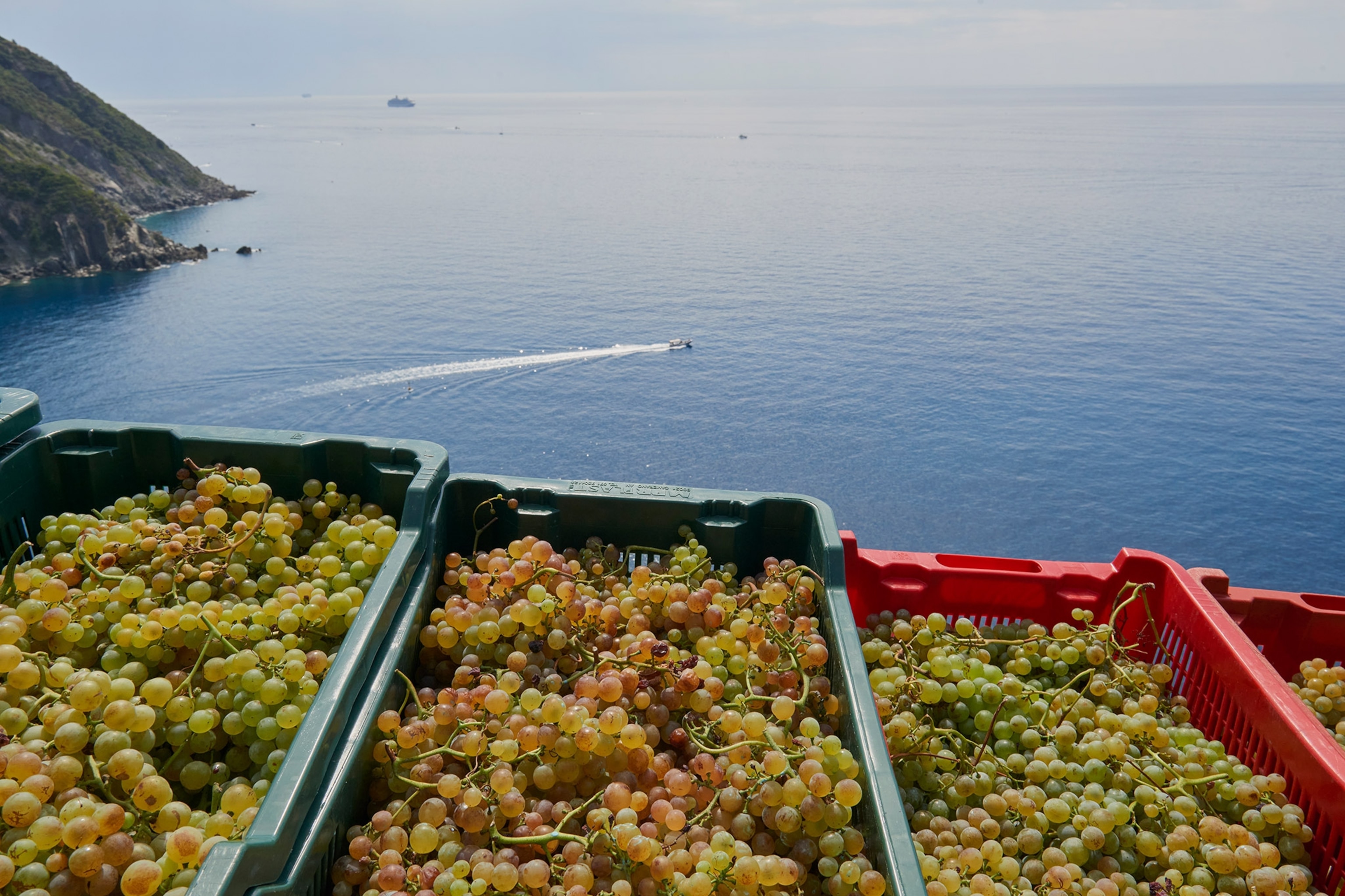 a monorail train, loaded with boxes full of grape that has just been harvested, is driven up to the road